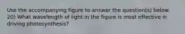 Use the accompanying figure to answer the question(s) below. 20) What wavelength of light in the figure is most effective in driving photosynthesis?