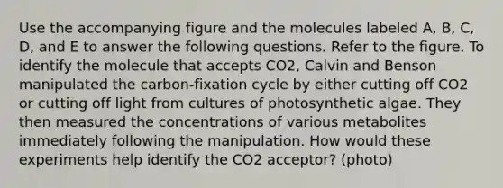 Use the accompanying figure and the molecules labeled A, B, C, D, and E to answer the following questions. Refer to the figure. To identify the molecule that accepts CO2, Calvin and Benson manipulated the carbon-fixation cycle by either cutting off CO2 or cutting off light from cultures of photosynthetic algae. They then measured the concentrations of various metabolites immediately following the manipulation. How would these experiments help identify the CO2 acceptor? (photo)