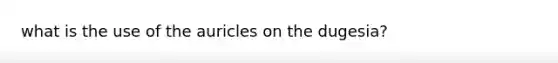 what is the use of the auricles on the dugesia?