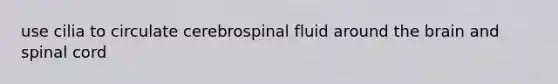 use cilia to circulate cerebrospinal fluid around the brain and spinal cord