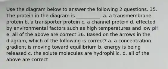 Use the diagram below to answer the following 2 questions. 35. The protein in the diagram is __________. a. a transmembrane protein b. a transporter protein c. a channel protein d. effected by environmental factors such as high temperatures and low pH e. all of the above are correct 36. Based on the arrows in the diagram, which of the following is correct? a. a concentration gradient is moving toward equilibrium b. energy is being released c. the solute molecules are hydrophilic. d. all of the above are correct