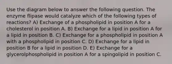 Use the diagram below to answer the following question. The enzyme flipase would catalyze which of the following types of reactions? A) Exchange of a phospholipid in position A for a cholesterol in position A. B) Exchange for a lipid in position A for a lipid in position B. C) Exchange for a phospholipid in position A with a phospholipid in position C. D) Exchange for a lipid in position B for a lipid in position D. E) Exchange for a glycerolphospholipid in position A for a spingolipid in position C.