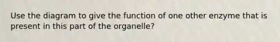 Use the diagram to give the function of one other enzyme that is present in this part of the organelle?