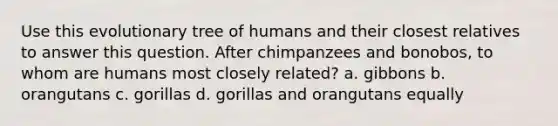 Use this evolutionary tree of humans and their closest relatives to answer this question. After chimpanzees and bonobos, to whom are humans most closely related? a. gibbons b. orangutans c. gorillas d. gorillas and orangutans equally