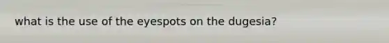 what is the use of the eyespots on the dugesia?