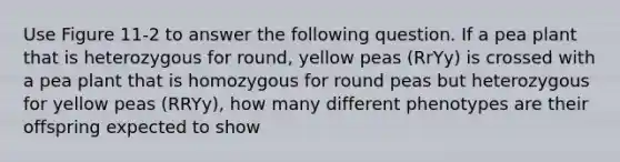 Use Figure 11-2 to answer the following question. If a pea plant that is heterozygous for round, yellow peas (RrYy) is crossed with a pea plant that is homozygous for round peas but heterozygous for yellow peas (RRYy), how many different phenotypes are their offspring expected to show