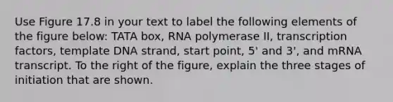 Use Figure 17.8 in your text to label the following elements of the figure below: TATA box, RNA polymerase II, transcription factors, template DNA strand, start point, 5' and 3', and mRNA transcript. To the right of the figure, explain the three stages of initiation that are shown.