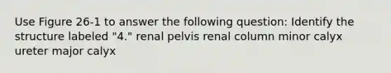 Use Figure 26-1 to answer the following question: Identify the structure labeled "4." renal pelvis renal column minor calyx ureter major calyx