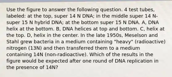 Use the figure to answer the following question. 4 test tubes, labeled: at the top, super 14 N DNA; in the middle super 14 N-super 15 N hybrid DNA; at the bottom super 15 N DNA. A, DNA helix at the bottom. B, DNA helices at top and bottom. C, helix at the top. D, helix in the center. In the late 1950s, Meselson and Stahl grew bacteria in a medium containing "heavy" (radioactive) nitrogen (13N) and then transferred them to a medium containing 14N (non-radioactive). Which of the results in the figure would be expected after one round of DNA replication in the presence of 14N?