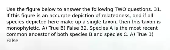 Use the figure below to answer the following TWO questions. 31. If this figure is an accurate depiction of relatedness, and if all species depicted here make up a single taxon, then this taxon is monophyletic. A) True B) False 32. Species A is the most recent common ancestor of both species B and species C. A) True B) False