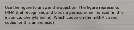 Use the figure to answer the question. The figure represents tRNA that recognizes and binds a particular amino acid (in this instance, phenylalanine). Which codon on the mRNA strand codes for this amino acid?