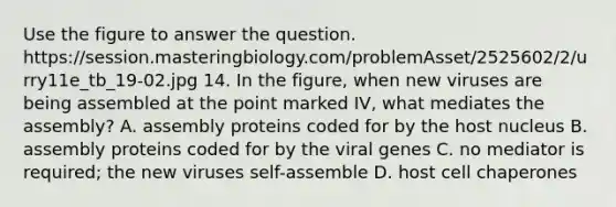 Use the figure to answer the question. https://session.masteringbiology.com/problemAsset/2525602/2/urry11e_tb_19-02.jpg 14. In the figure, when new viruses are being assembled at the point marked IV, what mediates the assembly? A. assembly proteins coded for by the host nucleus B. assembly proteins coded for by the viral genes C. no mediator is required; the new viruses self-assemble D. host cell chaperones