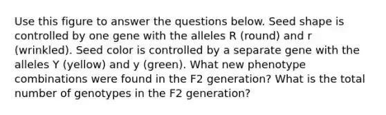 Use this figure to answer the questions below. Seed shape is controlled by one gene with the alleles R (round) and r (wrinkled). Seed color is controlled by a separate gene with the alleles Y (yellow) and y (green). What new phenotype combinations were found in the F2 generation? What is the total number of genotypes in the F2 generation?