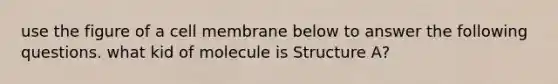 use the figure of a cell membrane below to answer the following questions. what kid of molecule is Structure A?