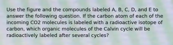 Use the figure and the compounds labeled A, B, C, D, and E to answer the following question. If the carbon atom of each of the incoming CO2 molecules is labeled with a radioactive isotope of carbon, which <a href='https://www.questionai.com/knowledge/kjUwUacPFG-organic-molecules' class='anchor-knowledge'>organic molecules</a> of the Calvin cycle will be radioactively labeled after several cycles?