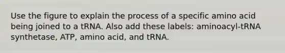 Use the figure to explain the process of a specific amino acid being joined to a tRNA. Also add these labels: aminoacyl-tRNA synthetase, ATP, amino acid, and tRNA.