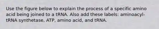 Use the figure below to explain the process of a specific amino acid being joined to a tRNA. Also add these labels: aminoacyl-tRNA synthetase, ATP, amino acid, and tRNA.