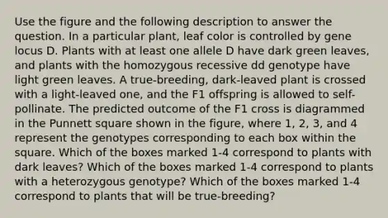 Use the figure and the following description to answer the question. In a particular plant, leaf color is controlled by gene locus D. Plants with at least one allele D have dark green leaves, and plants with the homozygous recessive dd genotype have light green leaves. A true-breeding, dark-leaved plant is crossed with a light-leaved one, and the F1 offspring is allowed to self-pollinate. The predicted outcome of the F1 cross is diagrammed in the Punnett square shown in the figure, where 1, 2, 3, and 4 represent the genotypes corresponding to each box within the square. Which of the boxes marked 1-4 correspond to plants with dark leaves? Which of the boxes marked 1-4 correspond to plants with a heterozygous genotype? Which of the boxes marked 1-4 correspond to plants that will be true-breeding?