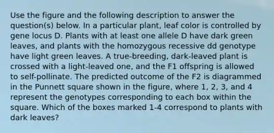 Use the figure and the following description to answer the question(s) below. In a particular plant, leaf color is controlled by gene locus D. Plants with at least one allele D have dark green leaves, and plants with the homozygous recessive dd genotype have light green leaves. A true-breeding, dark-leaved plant is crossed with a light-leaved one, and the F1 offspring is allowed to self-pollinate. The predicted outcome of the F2 is diagrammed in the Punnett square shown in the figure, where 1, 2, 3, and 4 represent the genotypes corresponding to each box within the square. Which of the boxes marked 1-4 correspond to plants with dark leaves?