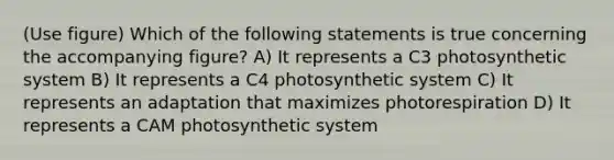 (Use figure) Which of the following statements is true concerning the accompanying figure? A) It represents a C3 photosynthetic system B) It represents a C4 photosynthetic system C) It represents an adaptation that maximizes photorespiration D) It represents a CAM photosynthetic system