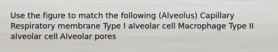 Use the figure to match the following (Alveolus) Capillary Respiratory membrane Type I alveolar cell Macrophage Type II alveolar cell Alveolar pores