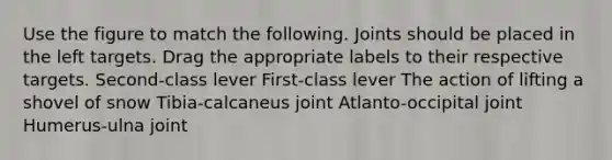 Use the figure to match the following. Joints should be placed in the left targets. Drag the appropriate labels to their respective targets. Second-class lever First-class lever The action of lifting a shovel of snow Tibia-calcaneus joint Atlanto-occipital joint Humerus-ulna joint