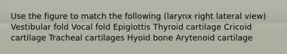 Use the figure to match the following (larynx right lateral view) Vestibular fold Vocal fold Epiglottis Thyroid cartilage Cricoid cartilage Tracheal cartilages Hyoid bone Arytenoid cartilage