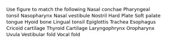 Use figure to match the following Nasal conchae Pharyngeal tonsil Nasopharynx Nasal vestibule Nostril Hard Plate Soft palate tongue Hyoid bone Lingual tonsil Epiglottis Trachea Esophagus Cricoid cartilage Thyroid Cartilage Laryngophrynx Oropharynx Uvula Vestibular fold Vocal fold