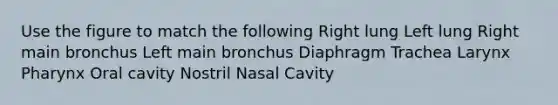 Use the figure to match the following Right lung Left lung Right main bronchus Left main bronchus Diaphragm Trachea Larynx Pharynx Oral cavity Nostril Nasal Cavity