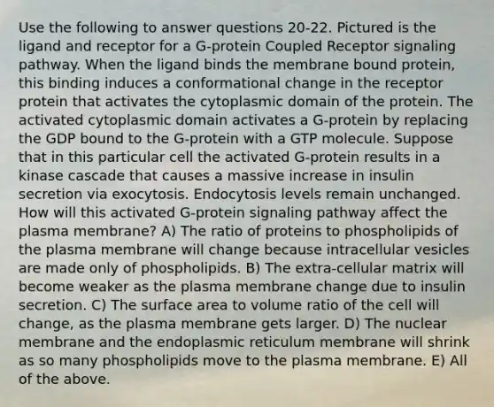 Use the following to answer questions 20-22. Pictured is the ligand and receptor for a G-protein Coupled Receptor signaling pathway. When the ligand binds the membrane bound protein, this binding induces a conformational change in the receptor protein that activates the cytoplasmic domain of the protein. The activated cytoplasmic domain activates a G-protein by replacing the GDP bound to the G-protein with a GTP molecule. Suppose that in this particular cell the activated G-protein results in a kinase cascade that causes a massive increase in insulin secretion via exocytosis. Endocytosis levels remain unchanged. How will this activated G-protein signaling pathway affect the plasma membrane? A) The ratio of proteins to phospholipids of the plasma membrane will change because intracellular vesicles are made only of phospholipids. B) The extra-cellular matrix will become weaker as the plasma membrane change due to insulin secretion. C) The surface area to volume ratio of the cell will change, as the plasma membrane gets larger. D) The nuclear membrane and the endoplasmic reticulum membrane will shrink as so many phospholipids move to the plasma membrane. E) All of the above.