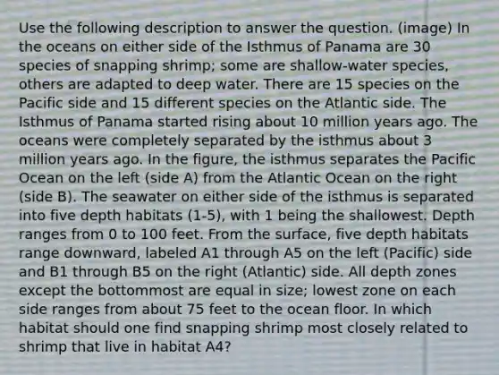 Use the following description to answer the question. (image) In the oceans on either side of the Isthmus of Panama are 30 species of snapping shrimp; some are shallow-water species, others are adapted to deep water. There are 15 species on the Pacific side and 15 different species on the Atlantic side. The Isthmus of Panama started rising about 10 million years ago. The oceans were completely separated by the isthmus about 3 million years ago. In the figure, the isthmus separates the Pacific Ocean on the left (side A) from the Atlantic Ocean on the right (side B). The seawater on either side of the isthmus is separated into five depth habitats (1-5), with 1 being the shallowest. Depth ranges from 0 to 100 feet. From the surface, five depth habitats range downward, labeled A1 through A5 on the left (Pacific) side and B1 through B5 on the right (Atlantic) side. All depth zones except the bottommost are equal in size; lowest zone on each side ranges from about 75 feet to the ocean floor. In which habitat should one find snapping shrimp most closely related to shrimp that live in habitat A4?