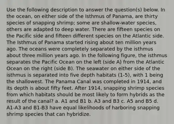 Use the following description to answer the question(s) below. In the ocean, on either side of the Isthmus of Panama, are thirty species of snapping shrimp; some are shallow-water species, others are adapted to deep water. There are fifteen species on the Pacific side and fifteen different species on the Atlantic side. The Isthmus of Panama started rising about ten million years ago. The oceans were completely separated by the isthmus about three million years ago. In the following figure, the isthmus separates the Pacific Ocean on the left (side A) from the Atlantic Ocean on the right (side B). The seawater on either side of the isthmus is separated into five depth habitats (1-5), with 1 being the shallowest. The Panama Canal was completed in 1914, and its depth is about fifty feet. After 1914, snapping shrimp species from which habitats should be most likely to form hybrids as the result of the canal? a. A1 and B1 b. A3 and B3 c. A5 and B5 d. A1-A3 and B1-B3 have equal likelihoods of harboring snapping shrimp species that can hybridize.