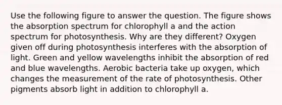 Use the following figure to answer the question. The figure shows the absorption spectrum for chlorophyll a and the action spectrum for photosynthesis. Why are they different? Oxygen given off during photosynthesis interferes with the absorption of light. Green and yellow wavelengths inhibit the absorption of red and blue wavelengths. Aerobic bacteria take up oxygen, which changes the measurement of the rate of photosynthesis. Other pigments absorb light in addition to chlorophyll a.