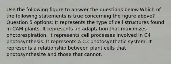 Use the following figure to answer the questions below.Which of the following statements is true concerning the figure above? Question 5 options: It represents the type of cell structures found in CAM plants. It represents an adaptation that maximizes photorespiration. It represents cell processes involved in C4 photosynthesis. It represents a C3 photosynthetic system. It represents a relationship between plant cells that photosynthesize and those that cannot.