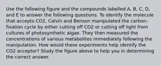 Use the following figure and the compounds labelled A, B, C, D, and E to answer the following questions. To identify the molecule that accepts CO2, Calvin and Benson manipulated the carbon-fixation cycle by either cutting off CO2 or cutting off light from cultures of photosynthetic algae. They then measured the concentrations of various metabolites immediately following the manipulation. How would these experiments help identify the CO2 acceptor? Study the figure above to help you in determining the correct answer.