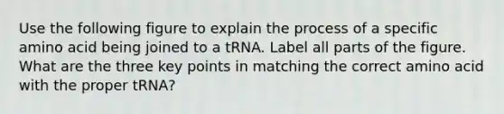 Use the following figure to explain the process of a specific amino acid being joined to a tRNA. Label all parts of the figure. What are the three key points in matching the correct amino acid with the proper tRNA?