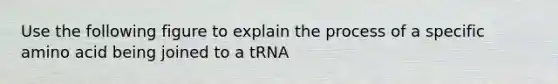 Use the following figure to explain the process of a specific amino acid being joined to a tRNA