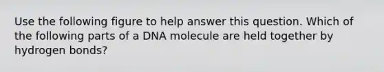 Use the following figure to help answer this question. Which of the following parts of a DNA molecule are held together by hydrogen bonds?