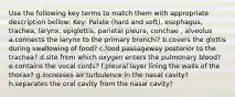 Use the following key terms to match them with appropriate description bellow: Key: Palate (hard and soft), esophagus, trachea, larynx, epiglottis, parietal pleura, conchae , alveolus a.connects the larynx to the primary bronchi? b.covers the glottis during swallowing of food? c.food passageway posterior to the trachea? d.site from which oxygen enters the pulmonary blood? e.contains the vocal cords? f.pleural layer lining the walls of the thorax? g.increases air turbulence in the nasal cavity? h.separates the oral cavity from the nasal cavity?