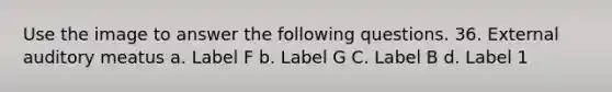 Use the image to answer the following questions. 36. External auditory meatus a. Label F b. Label G C. Label B d. Label 1