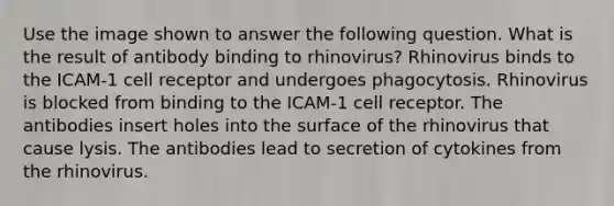 Use the image shown to answer the following question. What is the result of antibody binding to rhinovirus? Rhinovirus binds to the ICAM-1 cell receptor and undergoes phagocytosis. Rhinovirus is blocked from binding to the ICAM-1 cell receptor. The antibodies insert holes into the surface of the rhinovirus that cause lysis. The antibodies lead to secretion of cytokines from the rhinovirus.