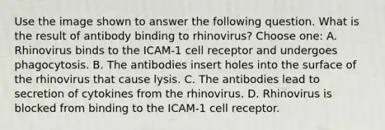 Use the image shown to answer the following question. What is the result of antibody binding to rhinovirus? Choose one: A. Rhinovirus binds to the ICAM-1 cell receptor and undergoes phagocytosis. B. The antibodies insert holes into the surface of the rhinovirus that cause lysis. C. The antibodies lead to secretion of cytokines from the rhinovirus. D. Rhinovirus is blocked from binding to the ICAM-1 cell receptor.