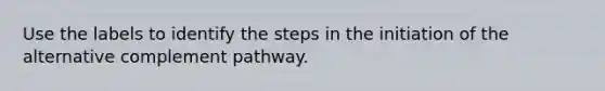 Use the labels to identify the steps in the initiation of the alternative complement pathway.