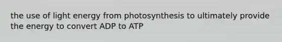 the use of light energy from photosynthesis to ultimately provide the energy to convert ADP to ATP