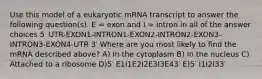 Use this model of a eukaryotic mRNA transcript to answer the following question(s). E = exon and I = intron in all of the answer choices 5′ UTR-EXON1-INTRON1-EXON2-INTRON2-EXON3-INTRON3-EXON4-UTR 3′ Where are you most likely to find the mRNA described above? A) In the cytoplasm B) In the nucleus C) Attached to a ribosome D)5′ E1I1E2I2E3I3E43′ E)5′ I1I2I33′