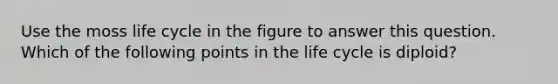 Use the moss life cycle in the figure to answer this question. Which of the following points in the life cycle is diploid?