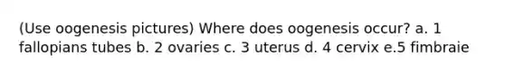 (Use oogenesis pictures) Where does oogenesis occur? a. 1 fallopians tubes b. 2 ovaries c. 3 uterus d. 4 cervix e.5 fimbraie