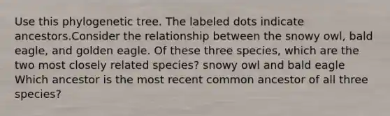 Use this phylogenetic tree. The labeled dots indicate ancestors.Consider the relationship between the snowy owl, bald eagle, and golden eagle. Of these three species, which are the two most closely related species? snowy owl and bald eagle Which ancestor is the most recent common ancestor of all three species?