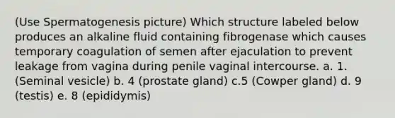 (Use Spermatogenesis picture) Which structure labeled below produces an alkaline fluid containing fibrogenase which causes temporary coagulation of semen after ejaculation to prevent leakage from vagina during penile vaginal intercourse. a. 1. (Seminal vesicle) b. 4 (prostate gland) c.5 (Cowper gland) d. 9 (testis) e. 8 (epididymis)