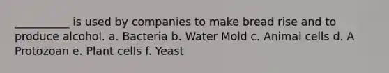 __________ is used by companies to make bread rise and to produce alcohol. a. Bacteria b. Water Mold c. Animal cells d. A Protozoan e. Plant cells f. Yeast